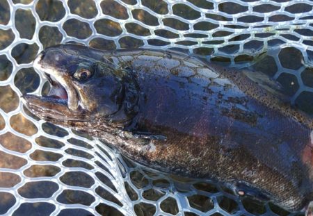 ６時間チャレンジ ～フィッシングパーク高島の泉～